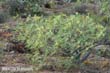 euphorbia-ber1