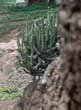 euphorbia-can1