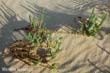 euphorbia-par1
