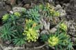 euphorbia-regis1