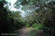 foret-anaga1