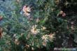 grevillea-semp1