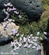 limonium1