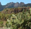 opuntia1
