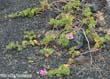 pelargonium1