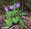pericallis-echi1