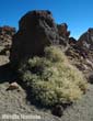 plant-teide