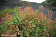 rumex-lun1