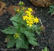 senecio