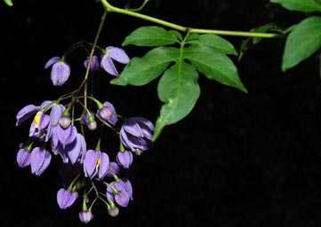grappe-violet