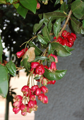 plant-2