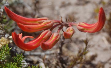 brunsvigia