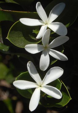 carissa-fl