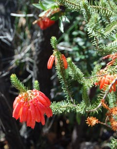 erica-mammosa-fl