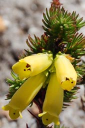 erica-patersonii