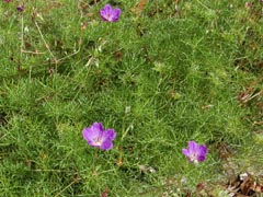 geranium-fl