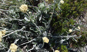 helichrysum