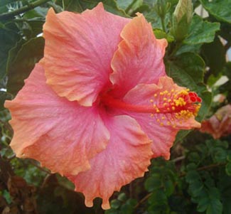 hibiscus