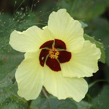 hibiscus