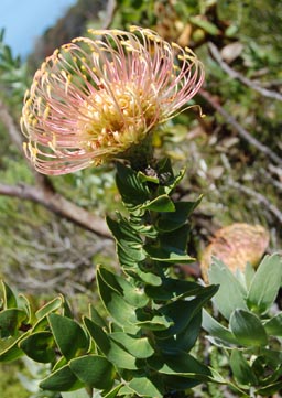 leucospermum-cordifolium