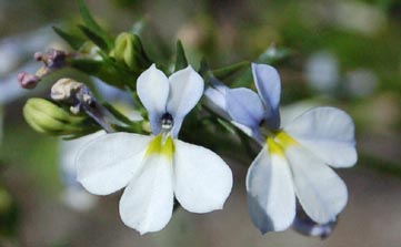 lobelia_656