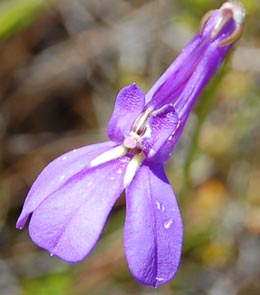 lobelia-coronopifolia
