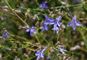 lobelia-pinifolia