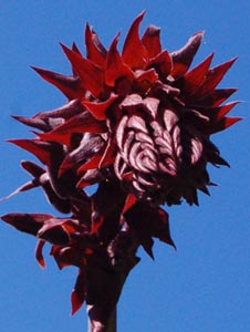 melianthus-majeur