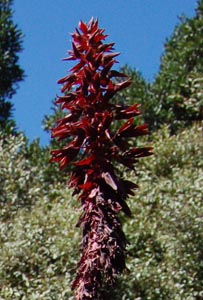 melianthus-majeur