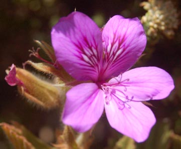 pelargonium-cucullatum