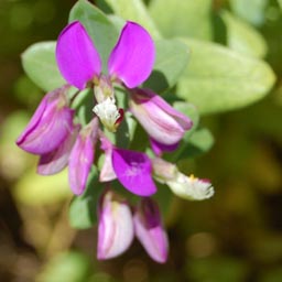 polygala-fruticosa