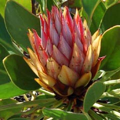 protea-cynaroides-3