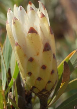 protea-repens