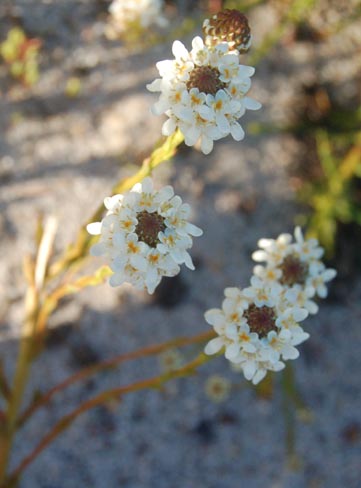pseudoselago-spuria
