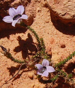roella-2