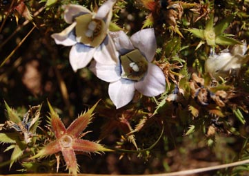 roella-ciliata