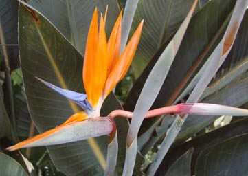 strelitzia