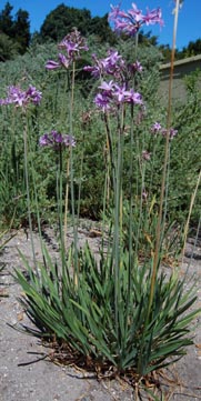 tulbaghia-violacea