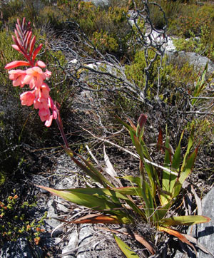 watsonia hysterantha