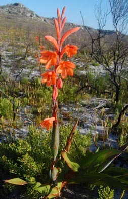 watsonia-schlechterii