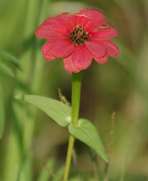 zinia