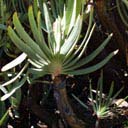 aloe-plicatilis