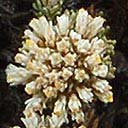 axeton