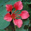 bauhinia