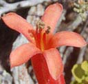 brunsvigia-b