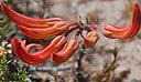 brunsvigia