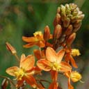 bulbine-frutescens