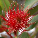 corymbia-ficifolia