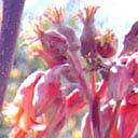 cotyledon-orbiculata