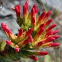 crassula-coccinea
